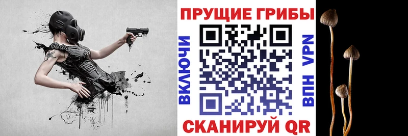 Псилоцибиновые грибы Cubensis Правдинск